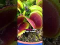 Flytrap Catches Spider Without Knowing