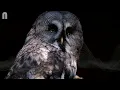 Owl Sounds To Scare Pigeons