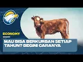 Download Lagu Mau Bisa Berkurban Setiap Tahun Begini Caranya