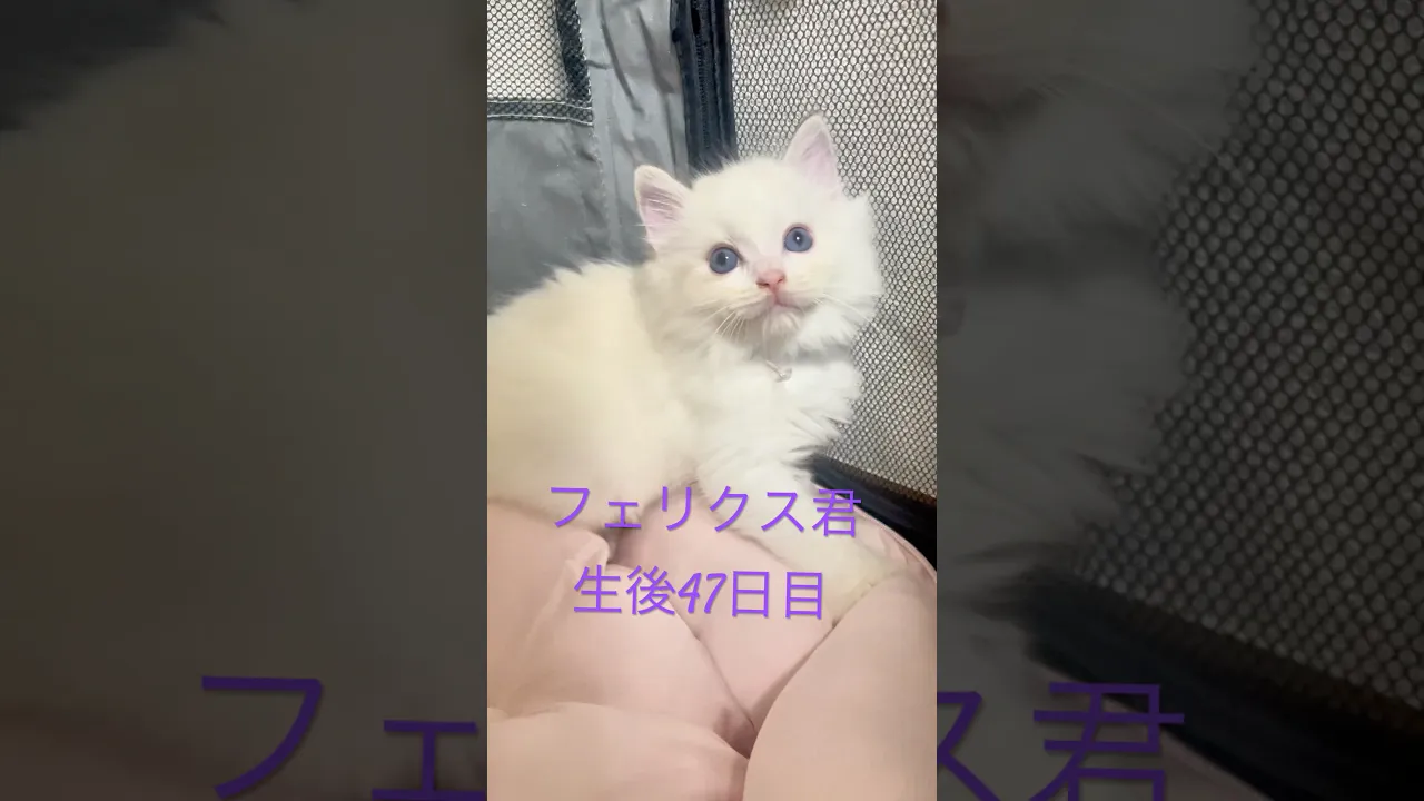 動画