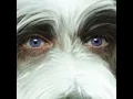 Episode 67- The Shaggy Pog (2006)