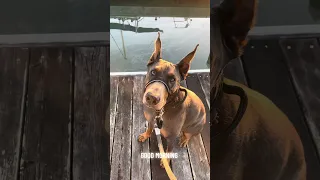 #fyp #dream #sailing #doberman #pets
