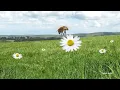Flower – Cyriak v2