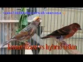Download Lagu Irama gacor indah kenari lizard dan hybrid siskin sangat dicari untuk masteran !!!!