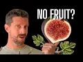 Want Thousands of Figs Here s Why You re Not Getting Them