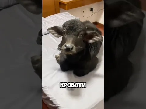 Хотели бы себе буйвола в виде домашнего питомца? 🐂 #животные #милыеживотные