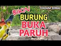 Lagu RAJIN BUNYI‼️ 1 Jam Suara Air Sungai Alami Bikin Semua Burung Buka Paruh - Terapi Stres/Macet Bunyi