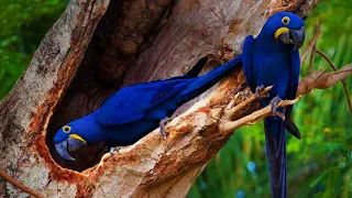different types of macaws in the world birds cute pets shortvideo beautiful