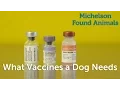 What Vaccines a Dog Needs