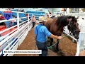 Interstate Regional Stockyards - Cuba Missouri