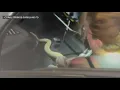 Caught on camera Firefighters rescue pet python trapped in car dashboard