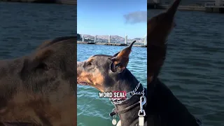 Seals !? Where !? 😂  !! #fyp #dream #youtube #pets #doberman