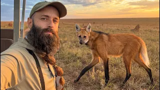Busqué al animal más extraño de Sudamérica: El lobo de crin