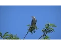 Northern Mockingbird shows off its amazing repertoire of songs