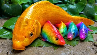 Catch Fancy Ornamental Fish In Bamboo Tube & Giant Colorful Eggs, 문어, 장어, 게, 개구리, 메기, 그리고 비단잉어
