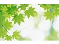 Download Lagu Suara Walet Hijau Daun PANGGIL# Sp green leaf#