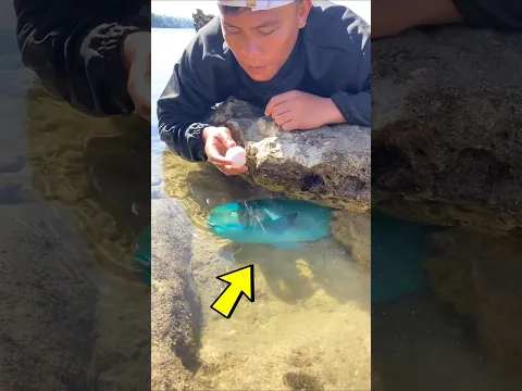 This is how to catch Parrot Fish #shorts