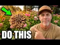 How To Save Zinnia Seeds I Did It Wrong For Years Before I Learned This