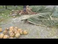 Download Lagu KEGIATAN HARI INI....Menebang pohon seribu guna