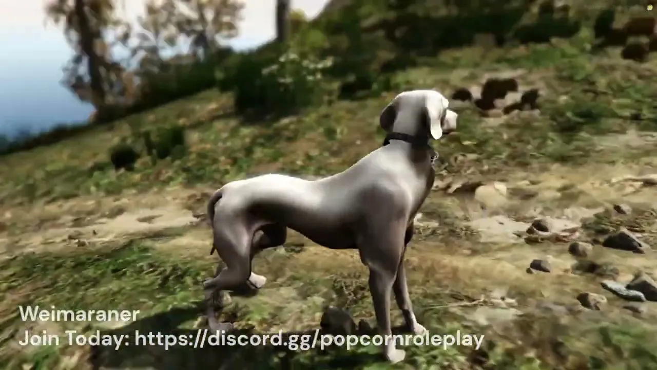 Weimaraner