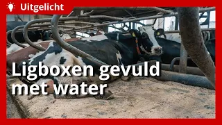 Uitgelicht Ligbox gevuld met water vormt zich naar de houding van de koe