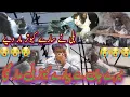 Download Lagu Ustad babbe 🙏🏾🙏🏾kay kabootar billi mar gayi ,🥹🥹|| cat attack on pigeon || sare kabutar mar diye ||