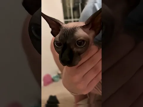 Dziewczyna zrobiła kotce tatuaż… Zobacz, co się stało! 😱🐱