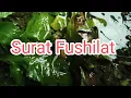 Download Lagu Surat Fushilat - Arif Abdullah Al-Asyi