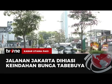 Pohon Bunga Tabebuya Memperindah Jalanan di Ibu Kota