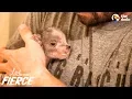 Teacup Pig Changes His Mom s Whole Life The Dodo Little But Fierce