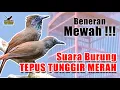 Download Lagu {Masteran OmKicau} Suara Burung Tepus Tunggir Merah Gacor Cocok Buat Di Pelihara
