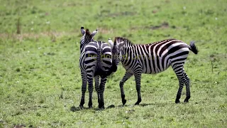 zebra mating ritual raw savannah passion uncensored wildlife 