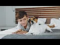 Travel with pets How to find the perfect pet-friendly hotels