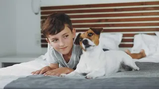 Travel with pets How to find the perfect pet-friendly hotels