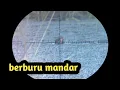 Download Lagu berburu burung mandar, tekukur#pamanukan@Gungunters