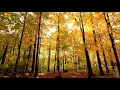 Download Lagu Anna Paniševa - Śokś (Erzya Autumn Song)