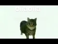 Lagu oiia oiia spinning cat [epilepsy warning]