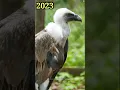 2023 Griffin and 5000 Bce Griffin || Ancient Creatures #shorts #shortsvideo #youtubeshorts #viral