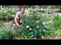 Grow this NATIVE HYDRANGEA - Smooth Hydrangea arborescens