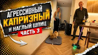 Агрессивный капризный и наглый шпиц ( часть 3 )