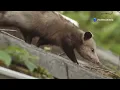 Opossum vs Snake