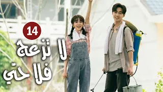 حلقة 14 دراما زواج رئيس متعجرف من فلاحة في القرية لا تزعج فلاحتي Don T Disturb Me Farming 