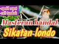 Download Lagu Masteran sikatan londo