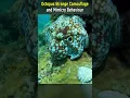 Download Lagu Ongebruikelijke camouflage en imitatiegedrag van octopussen