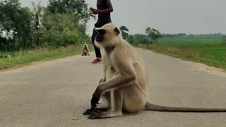 A Langur Sitting on the Road 🐒 | Fascinating Wildlife Video