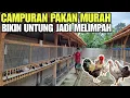 Download Lagu WAJIB TAU CAMPURAN PAKAN MURAH AYAM KAMPUNG💯