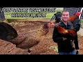 Juan Santos Visit Corral Jeremy Chandler Farm - Shape Chicken Coop Outdoor Breeding Pens