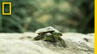 What Causes Animals To Be Born With Two Heads National Geographic