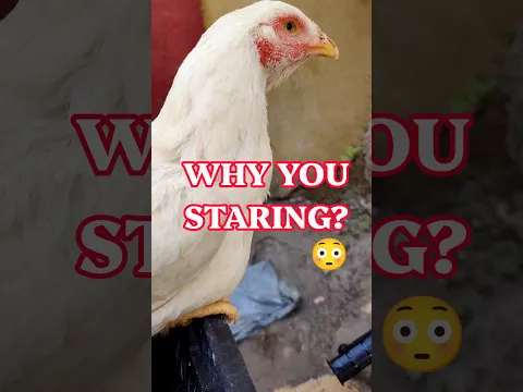 She Just Keeps Staring At Me! 😳🐔 Why Is She So Cute?