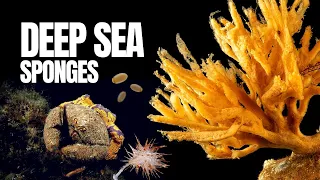 The Mysterious Realm of Deep Sea Sponges